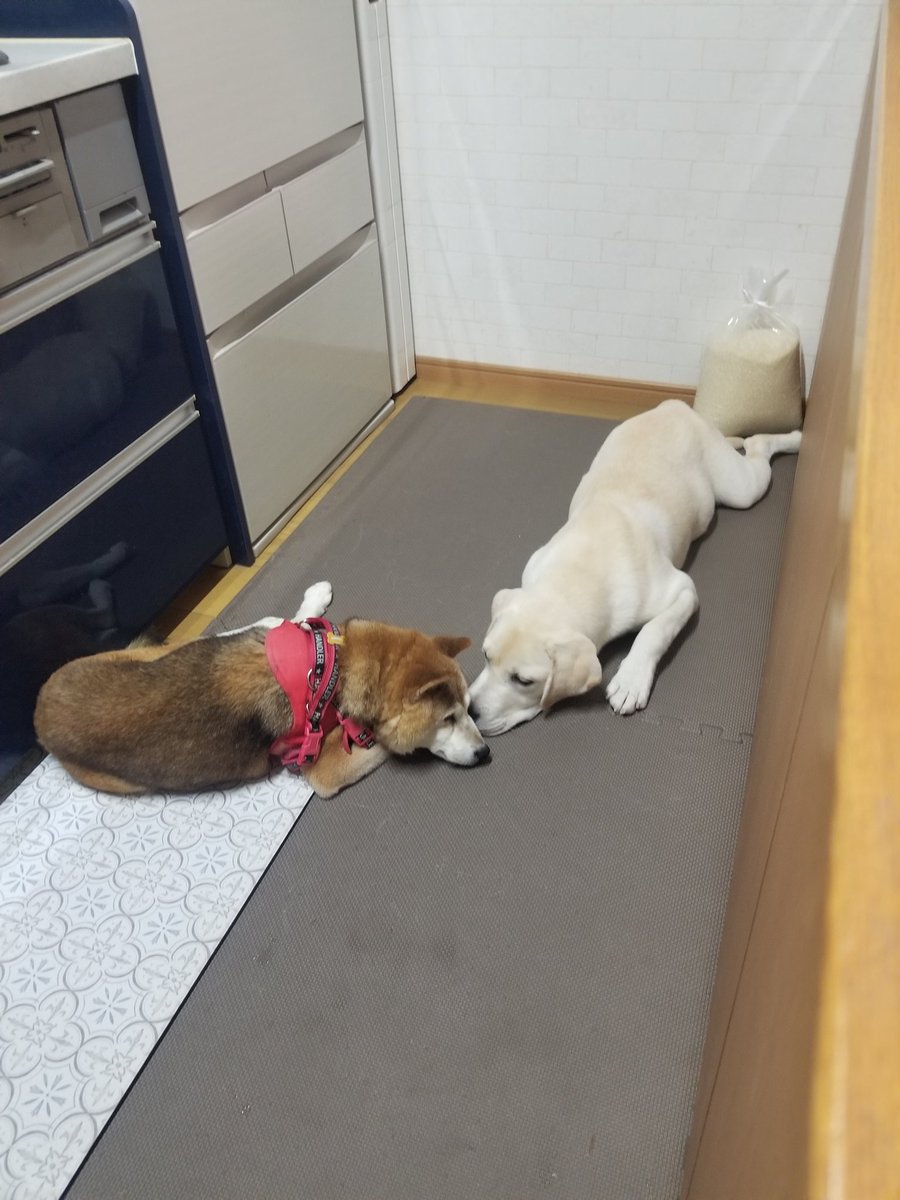 アジフライ定食:赤峰貴人 tweet media