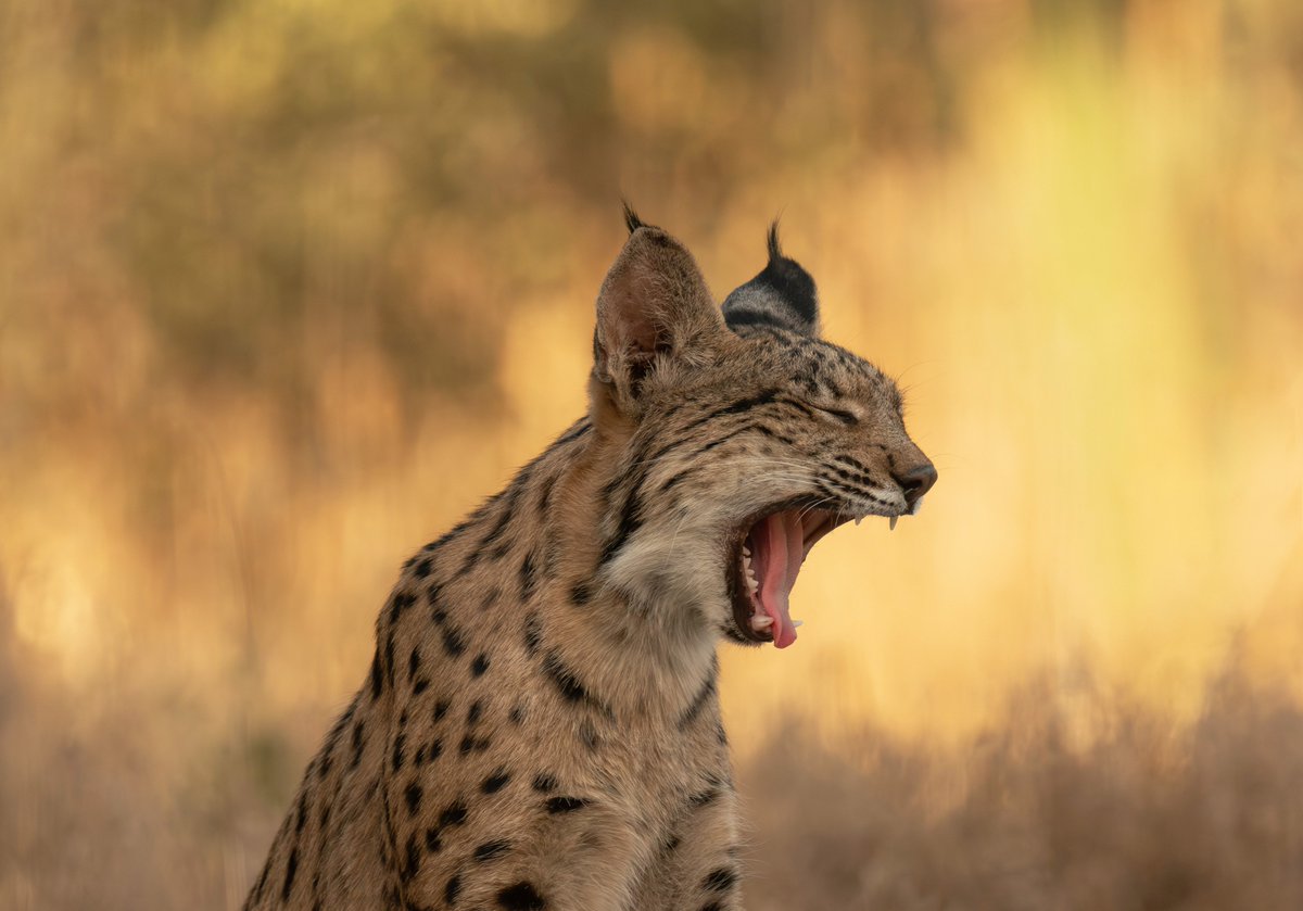 Young Iberian Lynx 😊