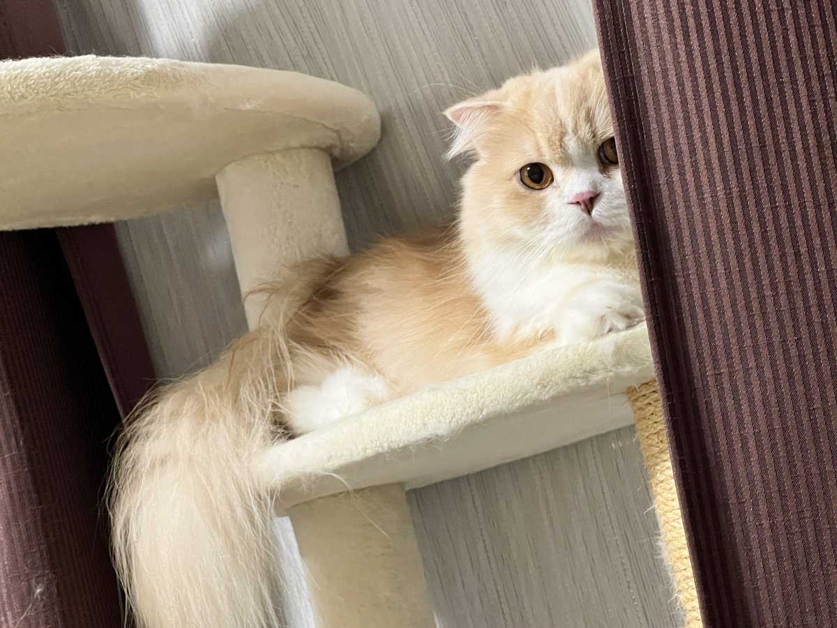 nekonoluke's tweet photo. 本日の監視ポジションはこちらです👀... https://t.co/N3KFS6S8fC