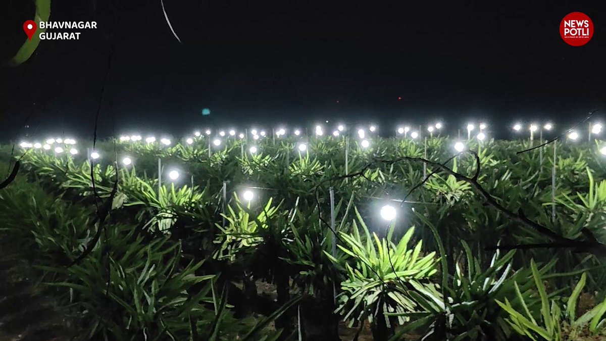 NewsPotliEng's tweet image. Farming meets Innovation!

Jagdish Bhai Desai from Gujarat grows dragon fruit under LED lights at night.
Boosting photosynthesis &amp;amp; earnings ₹3L+ per acre.
A true example of #SmartFarming  &amp;amp; #AgriInnovation.

Watch full story: youtu.be/PL0D_A-oaDk?si…

#LEDfarming  #agritech
