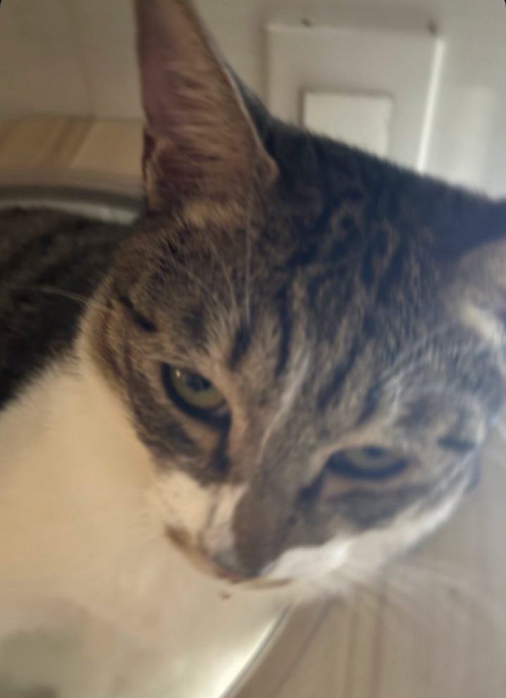 호떠기 라방 기원🐱🙏
월초부터 힐링이 너무 필요해......