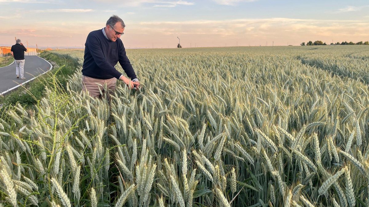 Climsostrigo tweet media