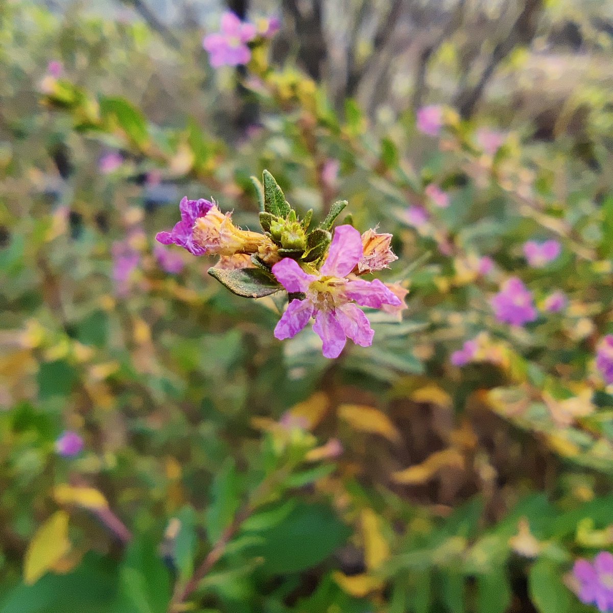 Himu (✸,✸) tweet media