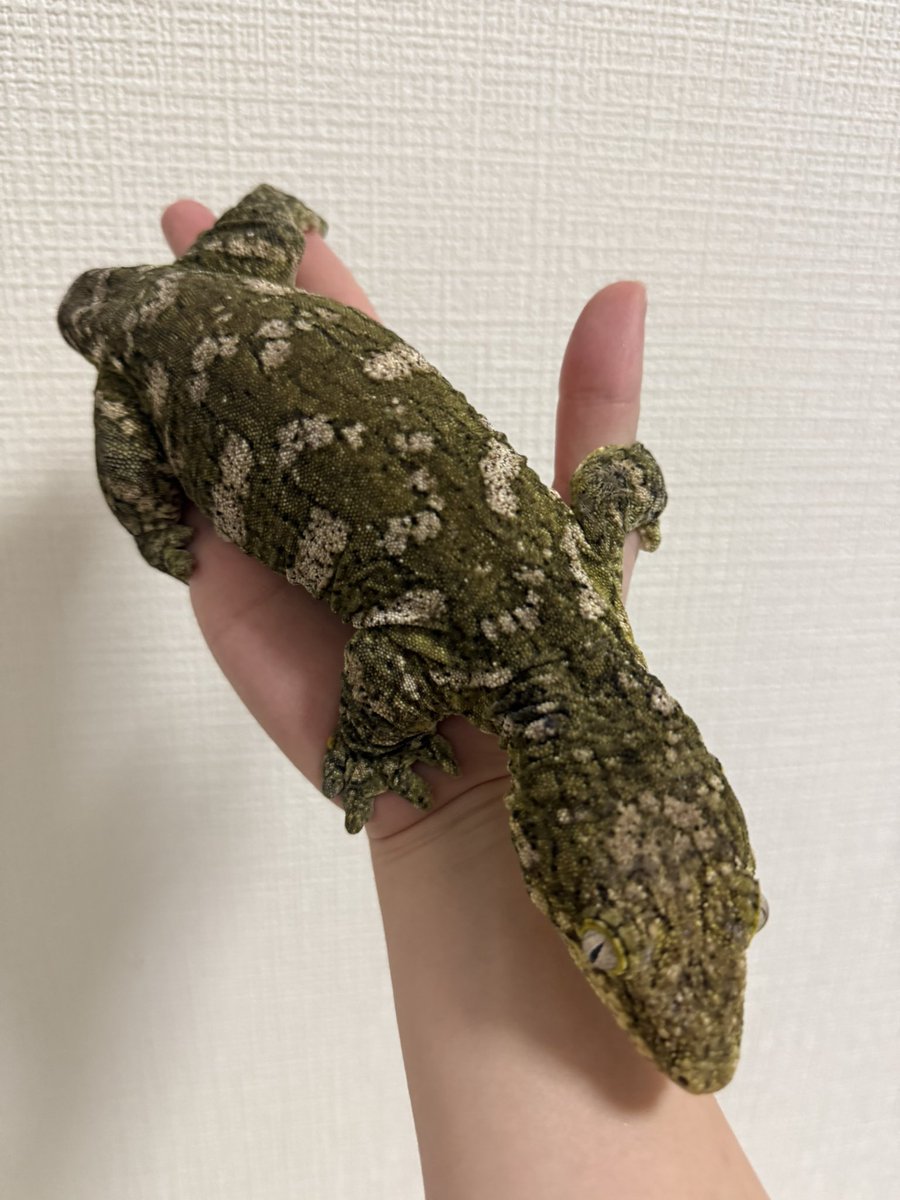 tonkatsuleopa's tweet photo. 大食漢すぎ https://t.co/b7bvhJVjge
