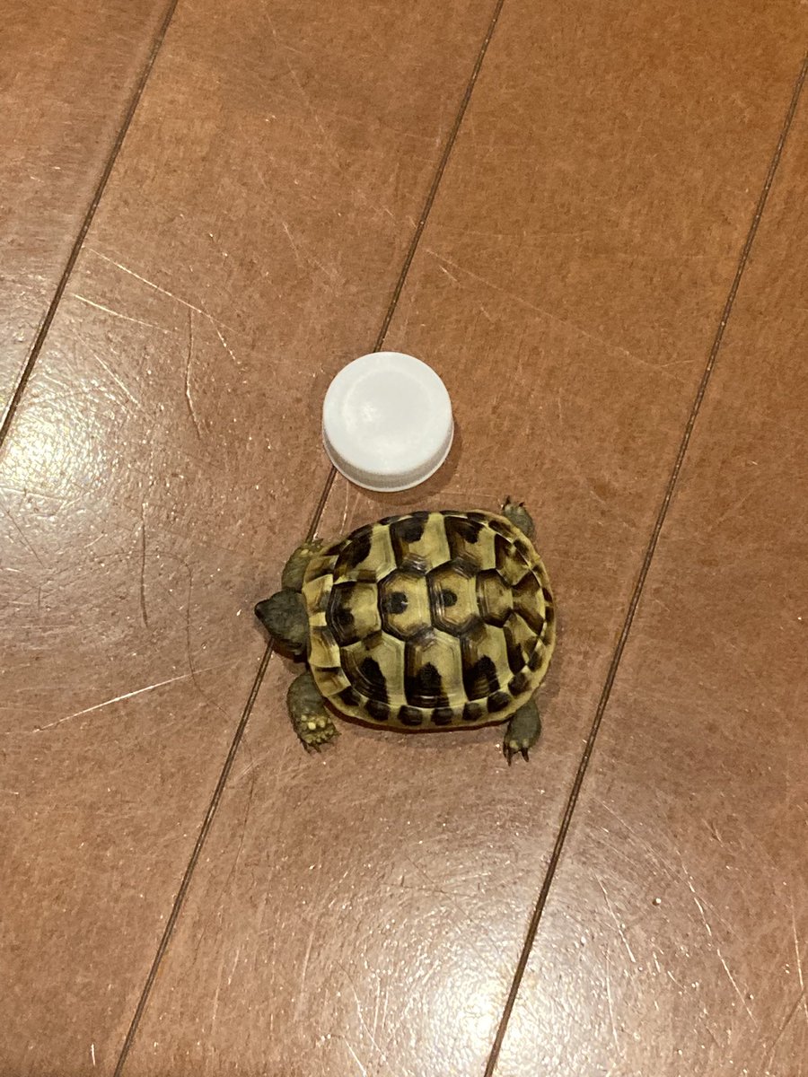 フェアリーさん、一ヶ月比較。

小さすぎてよくわかりませんが、
たくさん食べてよく動く子です。

👈お迎え時　　👉一ヶ月後