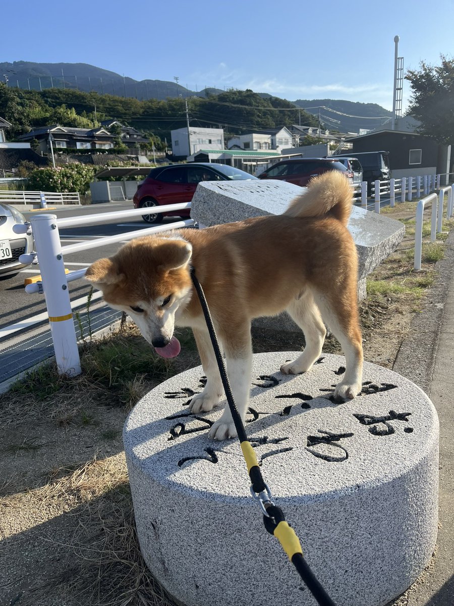 生後4ヶ月の秋田犬お迎えしました〜😍