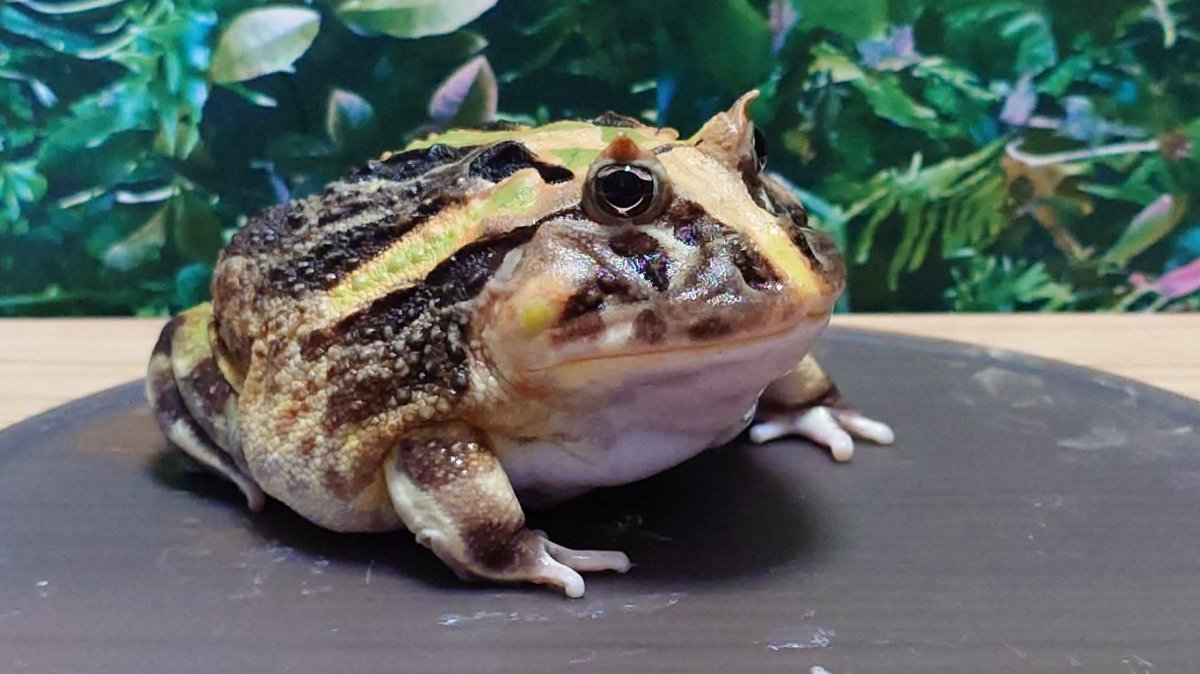 つのかちゃんは一昨年のとんぶり市で我が家にやって来ました
今日で2年になります

たまにポストしてるけどまだ尻尾生えてたんだよね
今となってはこの貫禄です

これからも元気でいてね

#ブラジルツノガエル