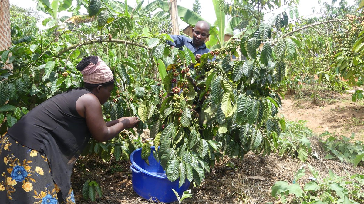 TeamUp Uganda tweet media