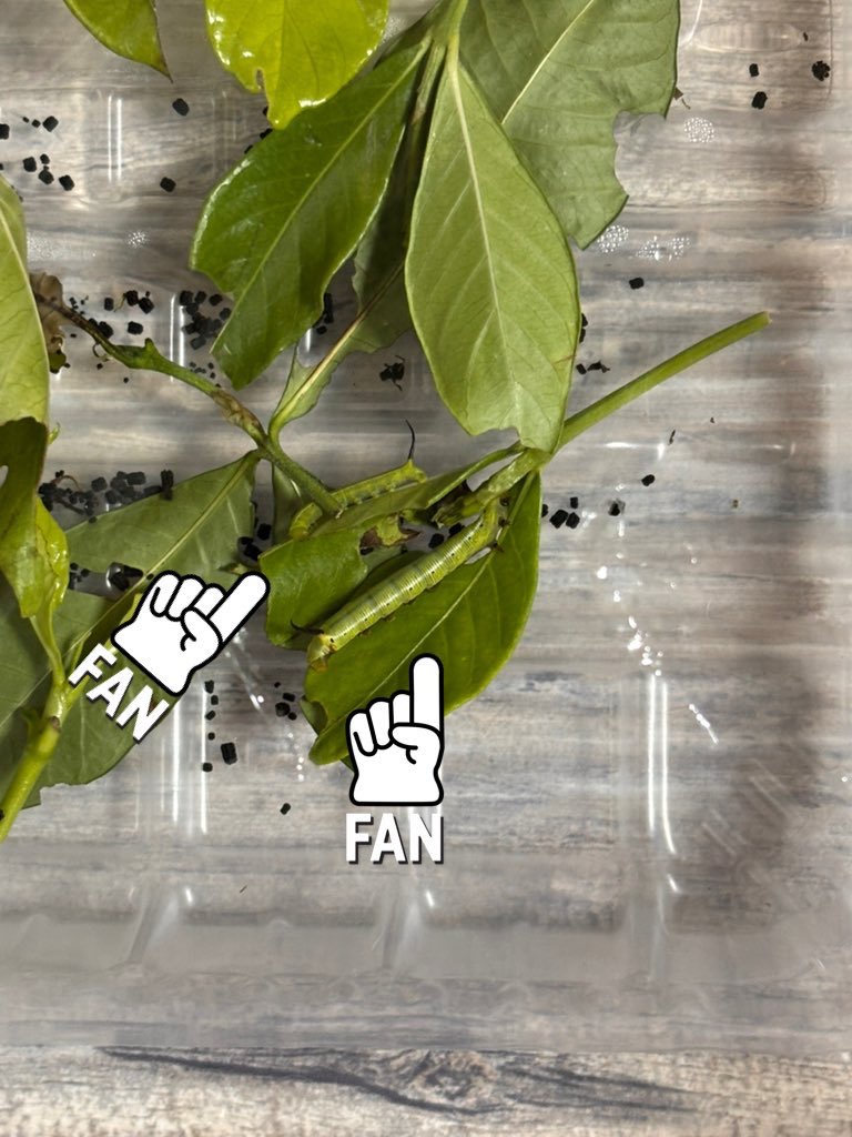 みーみ (@XGPidHhDBU52804) / Posts / X