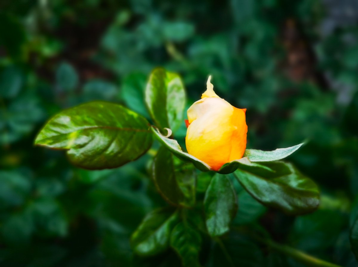 Hay rosas en otoño que nos hacen pensar que todavía puede haber esperanza de primavera: laacequia.blogspot.com/2025/09/hay-ro…