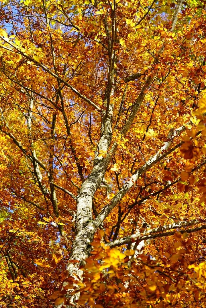 Bir #Eylül ayı da
KAZASIZ #belasız
#Sağ SALİM bitti

YİNE
Ne kadar OLMAYACAK olan
Her şey OLARAK geçti
Kiminin #saçında beyaz bir tel
Kiminin #yüzünde küçük bir çizgi
Bırakmayıda ihmal etmeden

#Ekim gelmiş neyime
MÜMKÜN olan dururken
Olmayanlar ile
GEÇİP gidecekse yine
#Günaydın