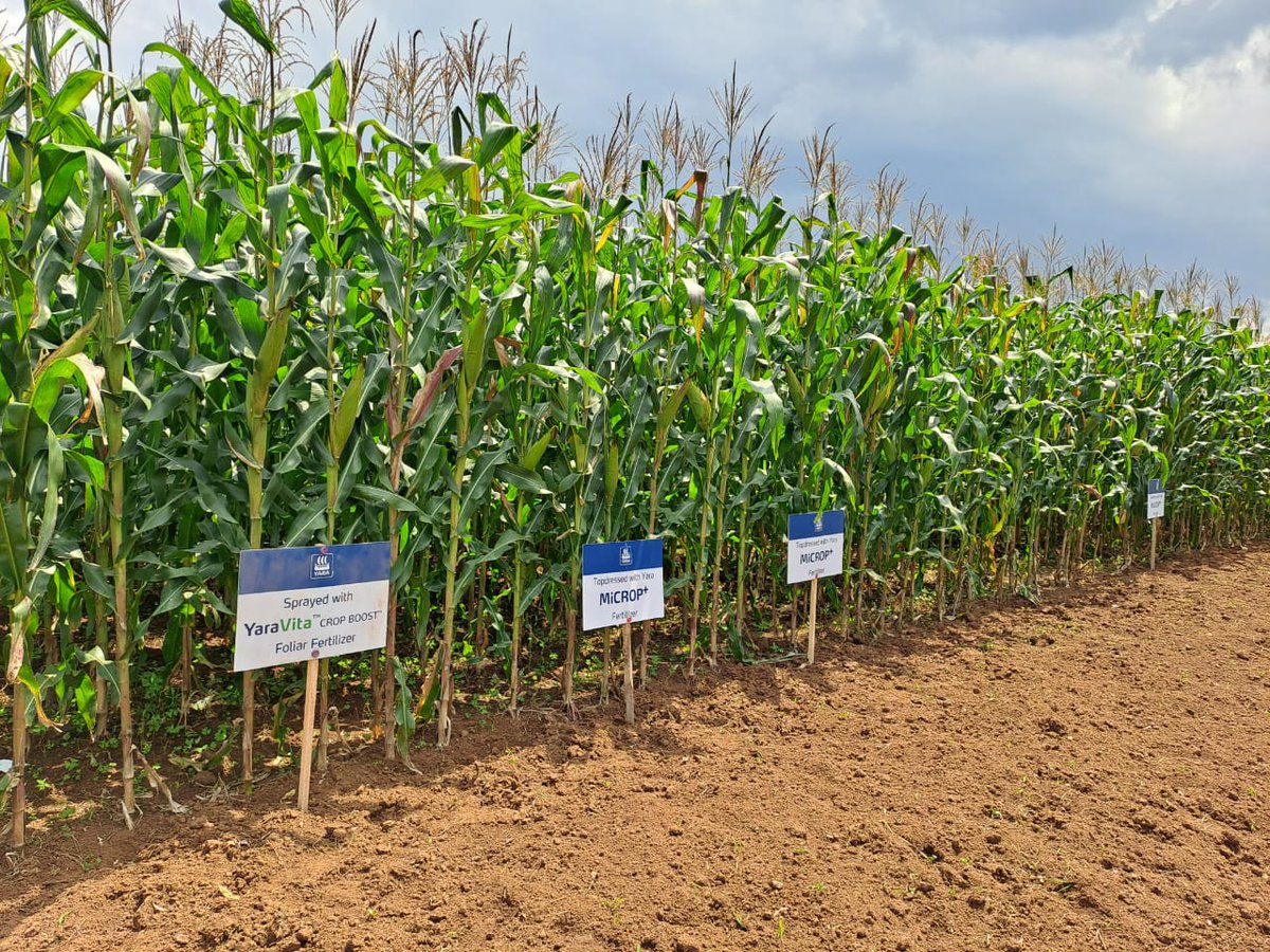 YaraUganda's tweet image. Spot a Yara Demo Farm in your area? Snap a photo and share it with us! 🌱
Our goal is to bring solutions to the last-mile farmer.
#LimaNeYara #YaraUganda #DemoFarms