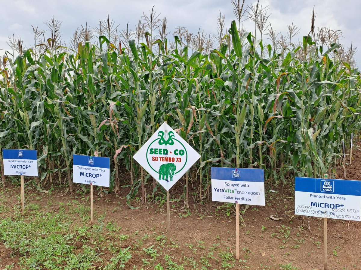 YaraUganda's tweet image. Spot a Yara Demo Farm in your area? Snap a photo and share it with us! 🌱
Our goal is to bring solutions to the last-mile farmer.
#LimaNeYara #YaraUganda #DemoFarms