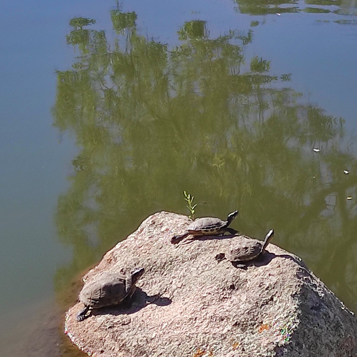 costumiabbronza's tweet image. Buongiorno da #Aggius #Sardegna