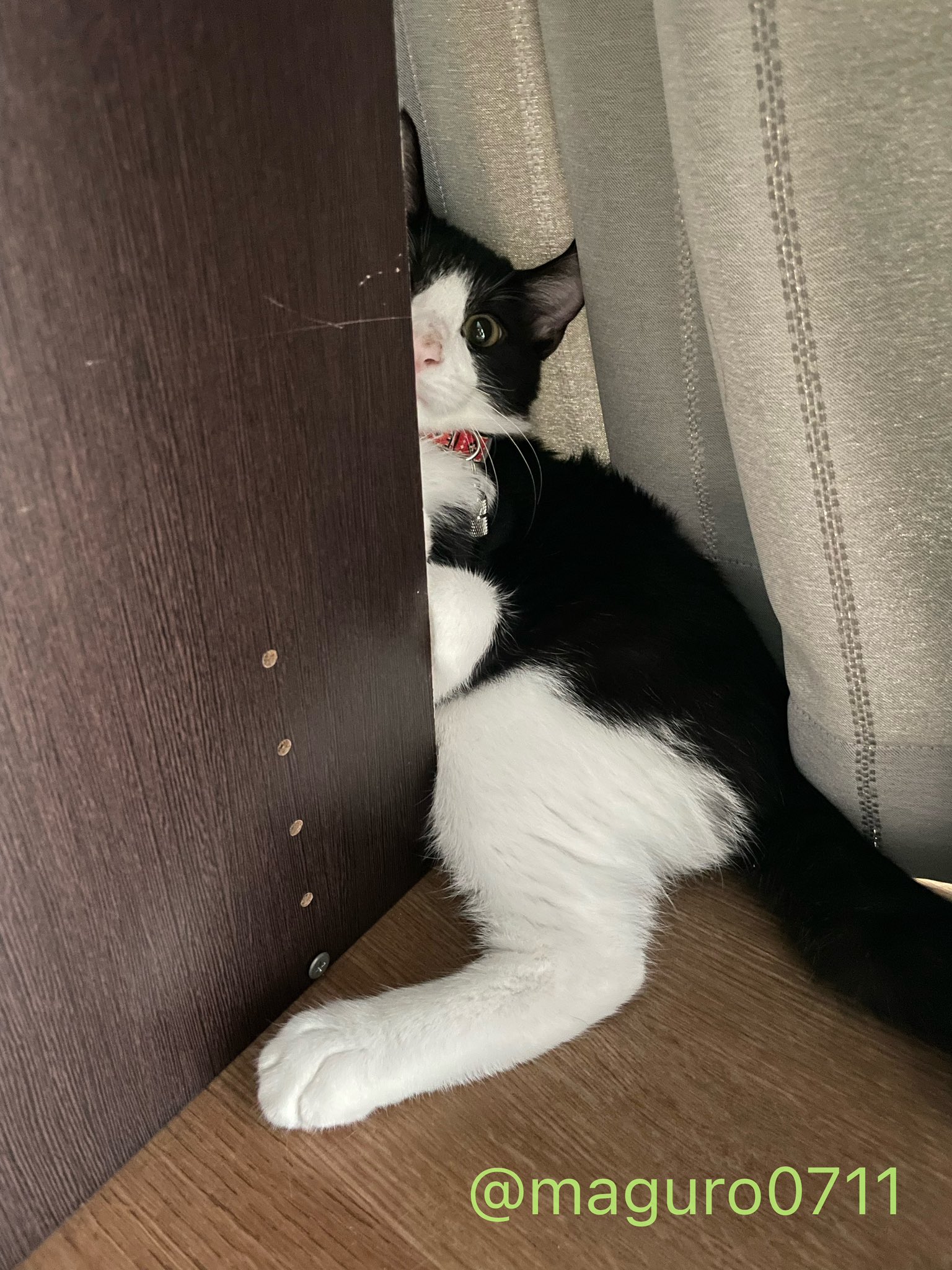 ねこすいページ 週休8日の猫吸い (@8VA64ArRkX7nOHE) / X