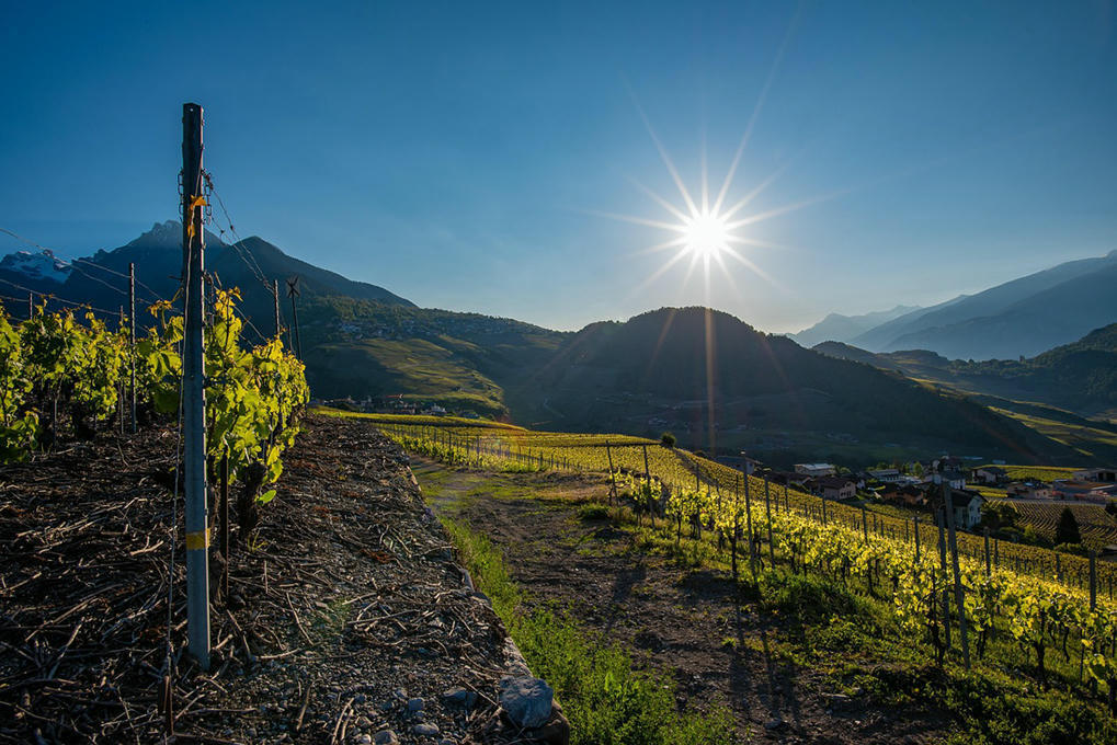 Tourisme du vin et territoire: pour une approche par les compétences. Cas du canton du Valais (Suisse) wp.unil.ch/geoblog/2025/0…