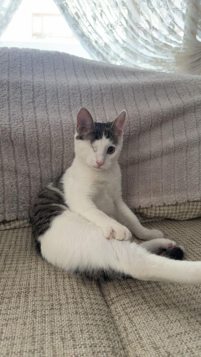 Evimizin yeni üyesi taniştirayim Zıpır...sokakta göz  enfeksiyonu olup malesef gözu alindi ve bende bu durumda onu tekrar sokaga salamadim.ailemiz artik 5 kişilik.Hoş geldin bebegim❤️🥰😇