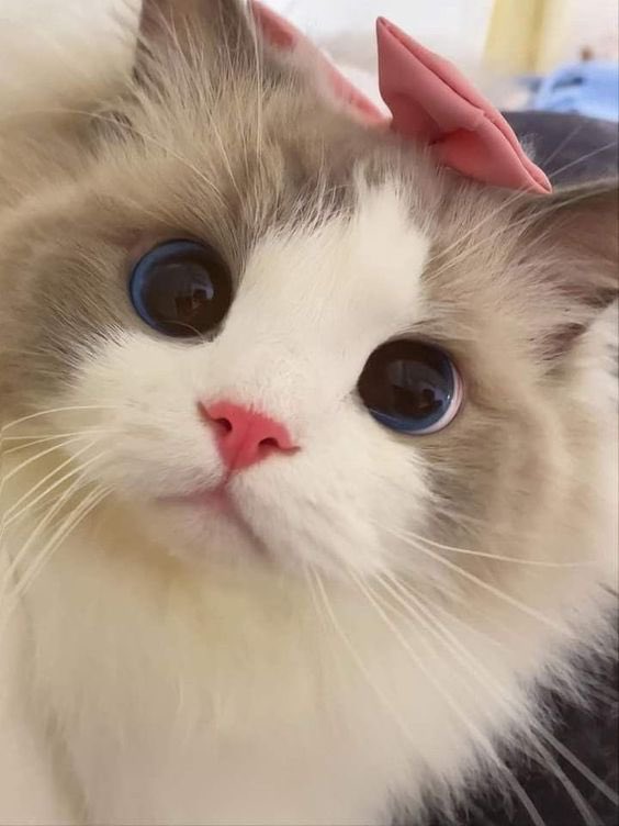 ‧₊˚🐈💗Youtube Premium 30 วัน☁️🎧

ꔛ ไม่ต่อเมล 20฿
ꔛ ต่อเมล 70฿
เมลร้าน +10฿

ᯅ̈ ไม่มีโฆษณาคั่น
ᯅ̈ ล็อคหน้าจอ เพลงไม่ดับ

🍀Line : lin.ee/fetCAqW

#ยูทูปพรีเมี่ยมราคาถูก #หารยูทูปพรีเมี่ยม #youtubepremiumราคาถูก #หารYouTubePremiumราคาถูก #หารyoutubeราคาถูก #ไลน์ล่ม