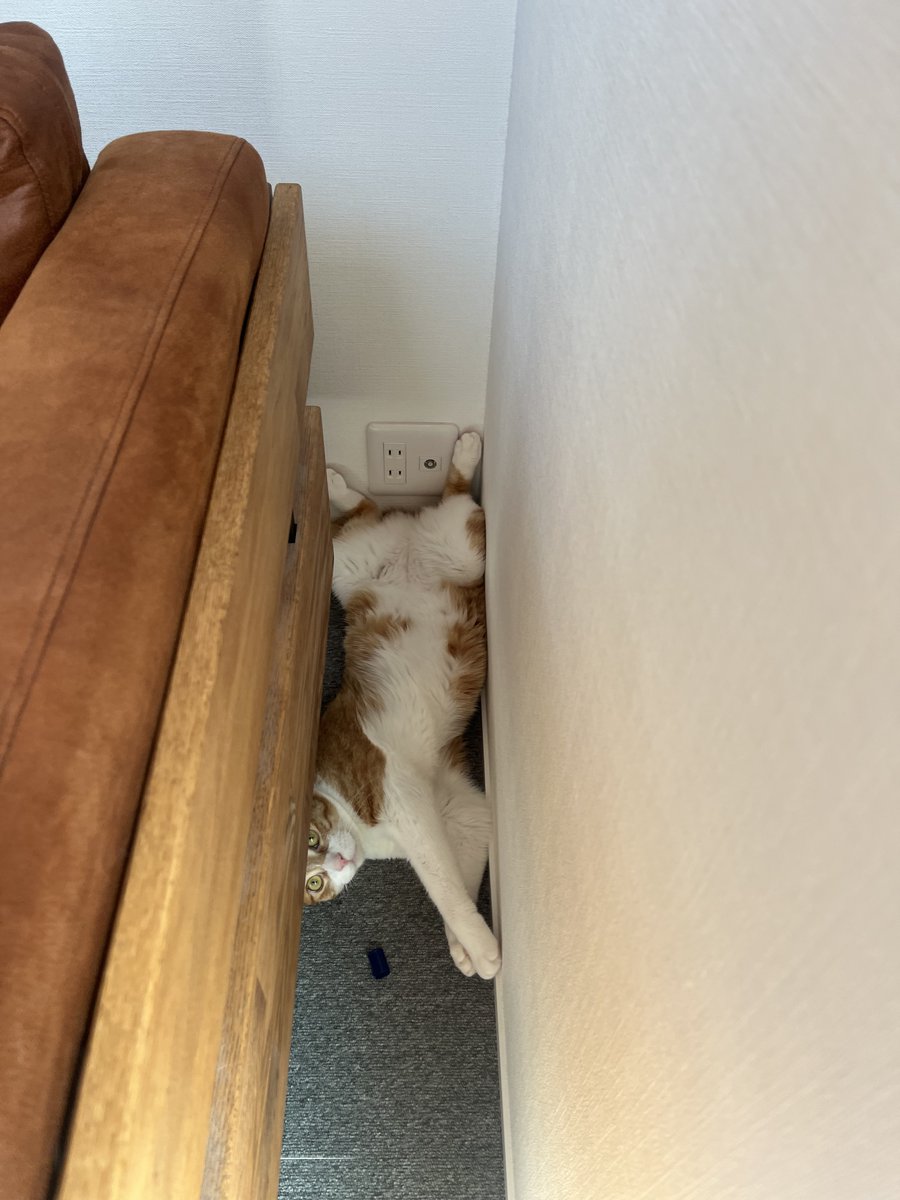 cat_stance's tweet photo. おまたパカーン🐈

#ねこ #cat #ねこかわいいね #キャットスタンス https://t.co/FiLMYo6gz9