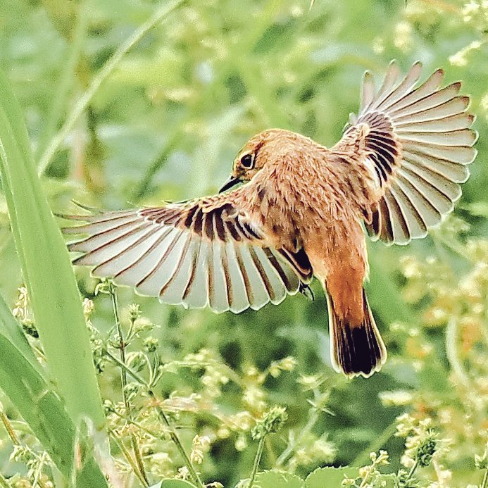 餌をさがしてホバリング😳
楽しい季節到来😊
#野鳥撮影
#ノビタキ
#OM1