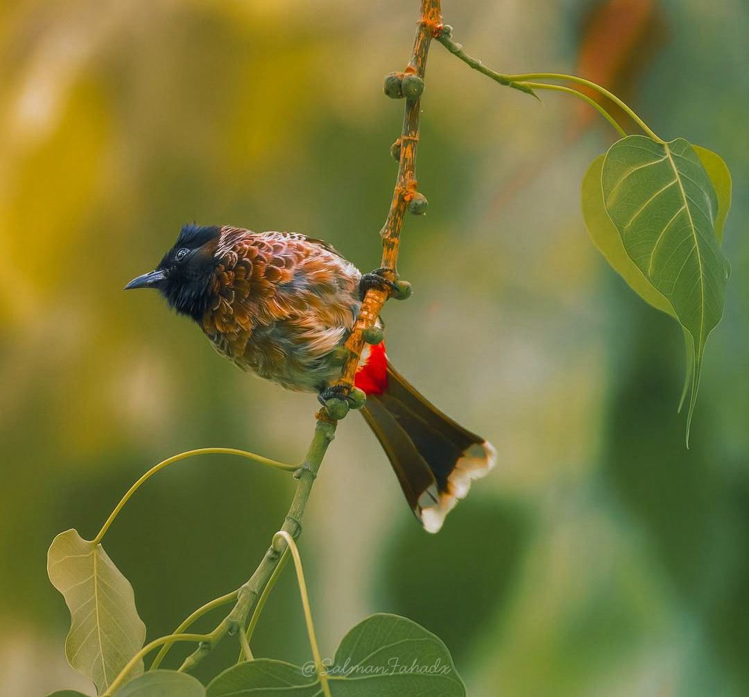 في #أكتوبر  كل شيء يصبح أكثر هدوءًا وجمالًا 💚
•
#October #wildlifephotography #SaudiArabia 
•