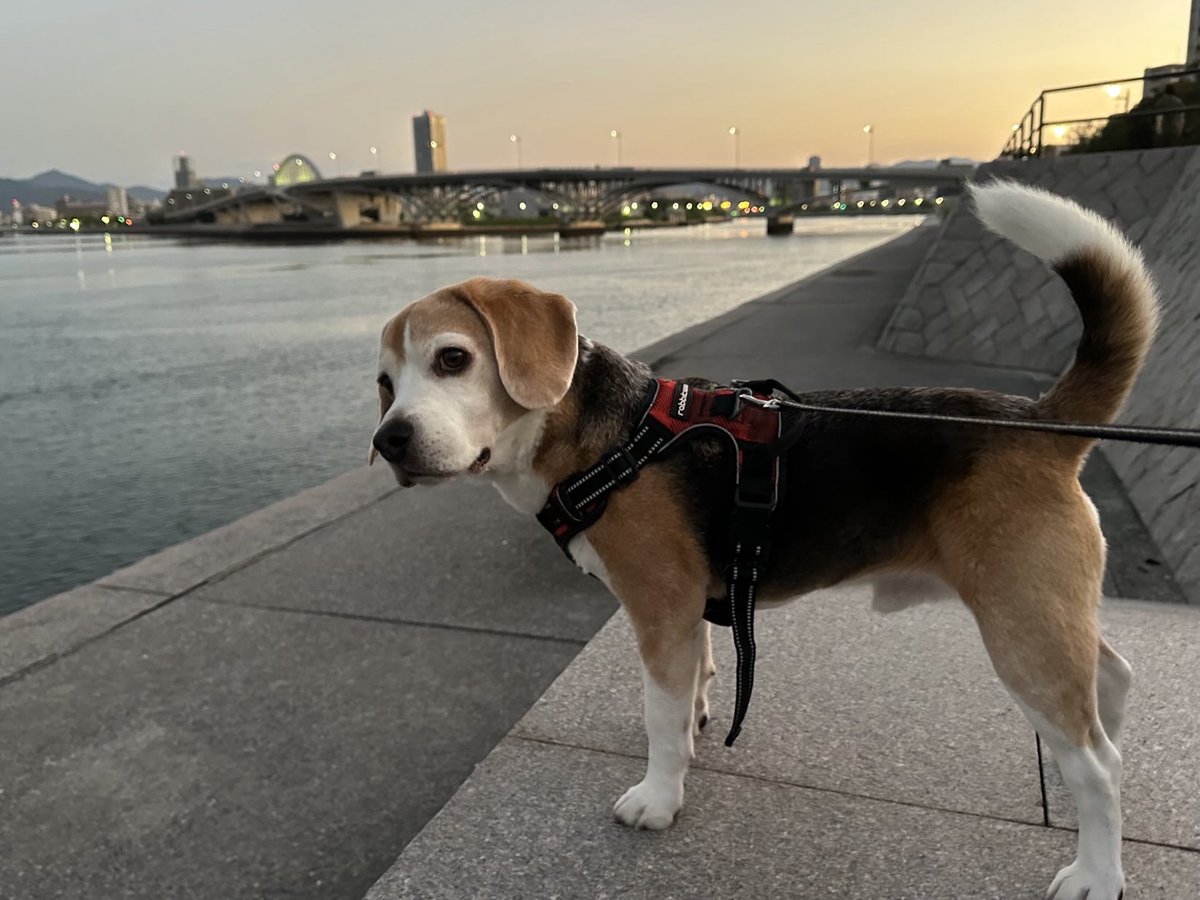 Hello,October🐶❤️
#ビーグル 
#ビーグル小太郎
#𝒃𝒆𝒂𝒈𝒍𝒆