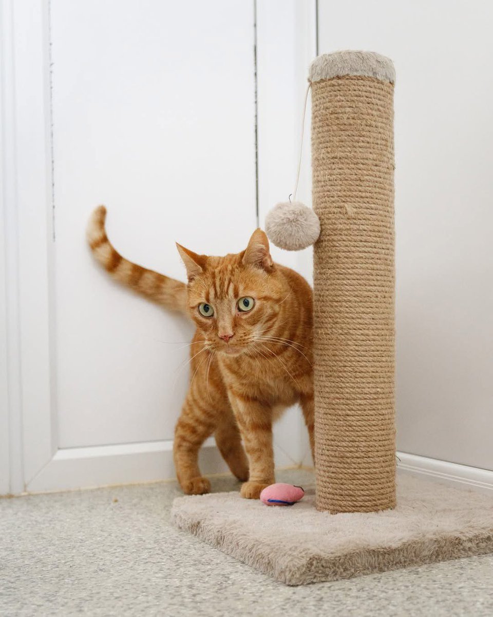 When you picture a cat, their sleek tail is just as iconic as those pointy ears. But have you ever wondered why they have tails, and what they reveal about their mood? 

Find out here: spr.ly/WhyDoCatsHaveT…