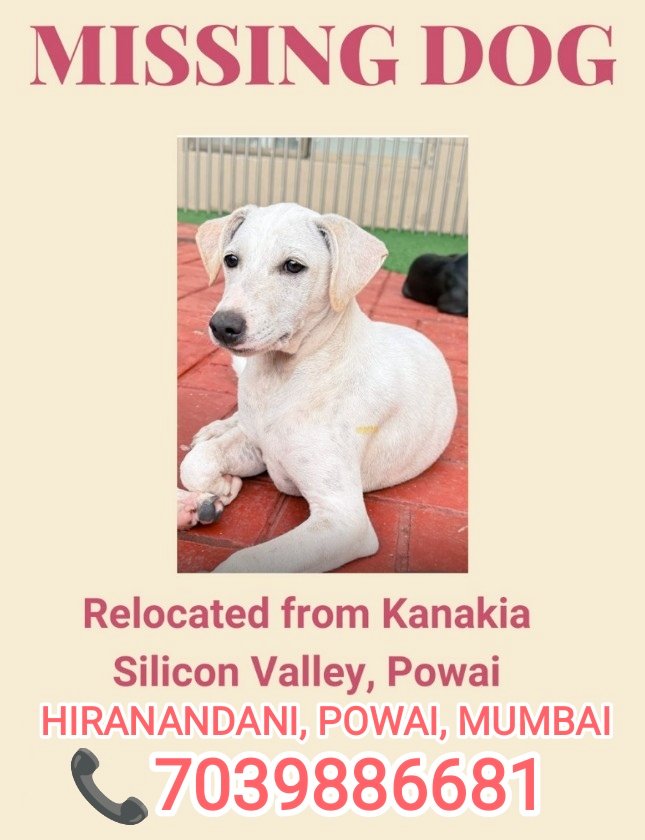 joedelhi's tweet photo. Mumbai Alert ! 

This 5 month old was cruely thrown out of her home : Kanakia, Silicon Valley, Powai. (Loved by many) 

If you see her near Hiranandani, Powai, or anywhere in Mumbai, connect. Pls amplify
@tehseenp @TheRupali @IAmSudhirMishra @TheJohnAbraham @Iyervval @Suhelseth https://t.co/vDLUg7c4fP