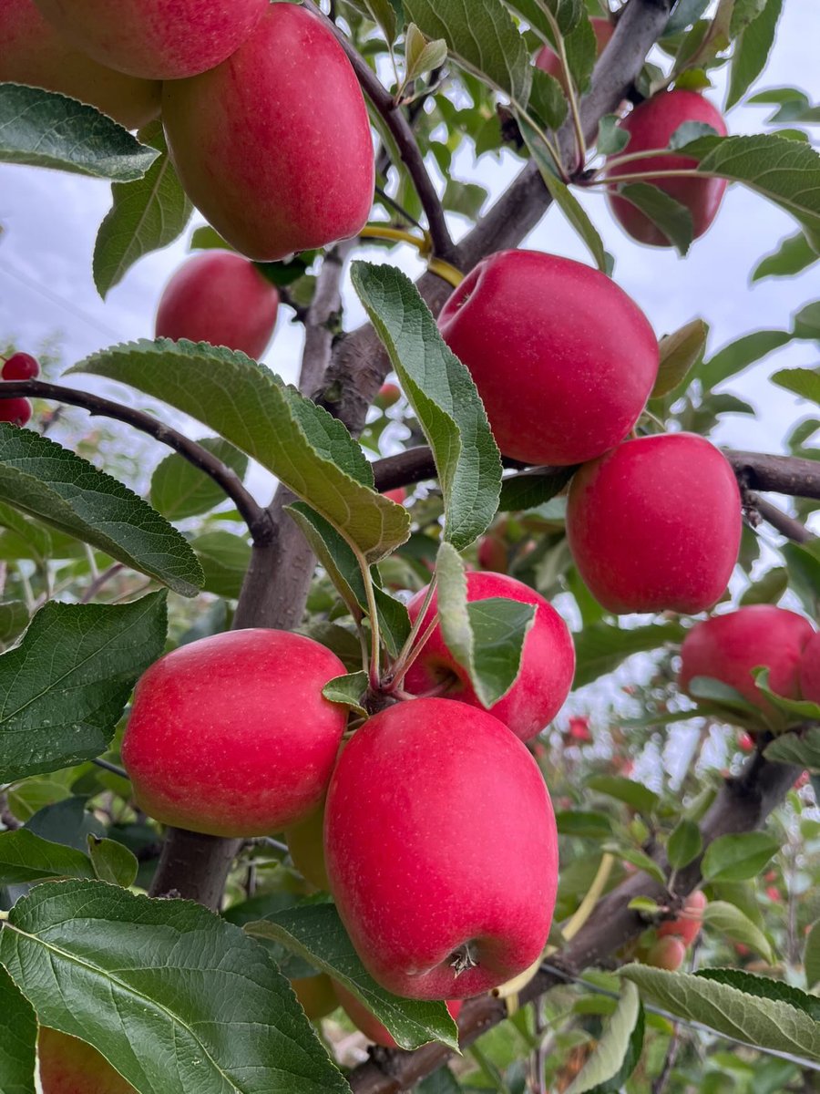 JazzAppleUK's tweet photo. How do you like them apples? New season British JAZZ apples coming to shops soon. #alwaysrefreshing https://t.co/1CCEPyufjA