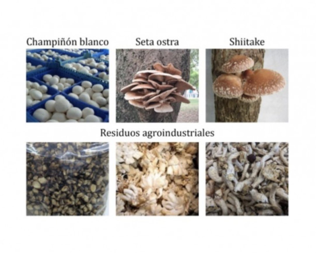 #CONSERVACIÓN | Nuevos materiales a partir de residuos de setas: una apuesta por el envasado sostenible

El grupo Biofun busca transformar estos subproductos en films con propiedades adecuadas para fabricar envases alimentarios sostenibles

👉🏻 tinyurl.com/5n9yws7y