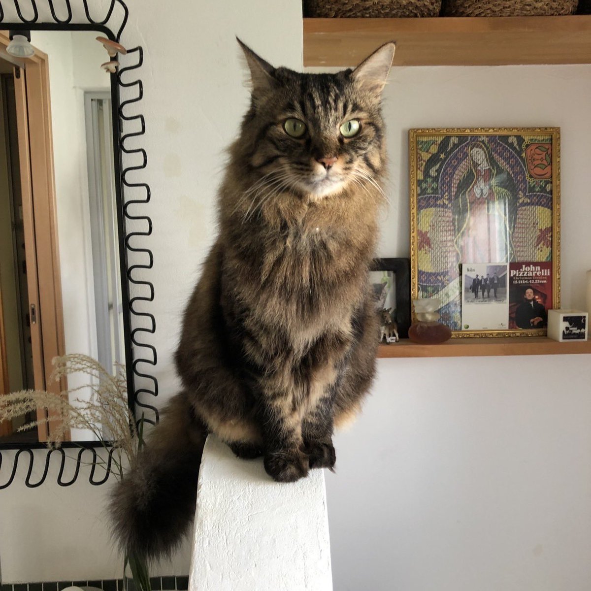 愛猫ガズ、18歳、旅立ちました

9月28日午前11時頃私に手を握られニャーと鳴いて。あまりにお見事で完璧で静かな最後を夫と共に迎えられました。
火葬など本日全て終わりましたのでお知らせしました。

弔いの言葉はなしでリプ欄をお花の絵文字でいっぱいにして下さいませ🌸