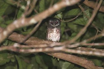 charlesroring's tweet photo. Birdwatching and wildlifewatching in Tangkoko Nature Reserve and Minahasa Highland  https://t.co/WQobW7PgeN https://t.co/vREjB5NXPD