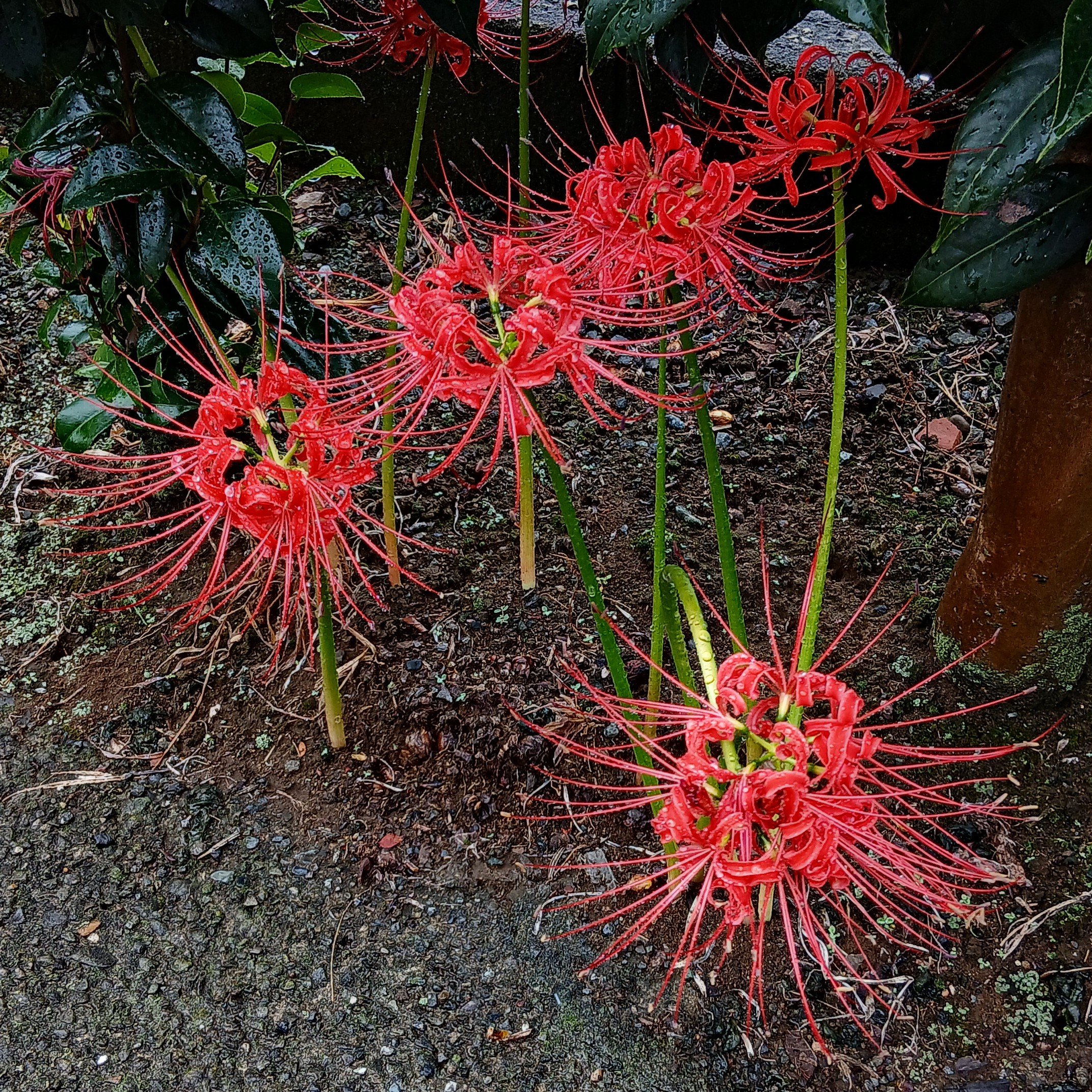 パキラ♡ お正月飾りポインセチア 葡萄 彼岸花 おまとめ はるこ on X: 
