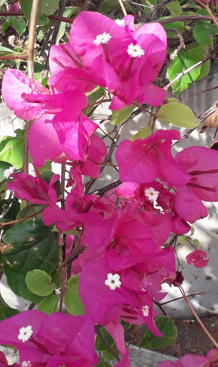 Aujourd'hui 1octobre 
Des belles fleurs 
Bougainvilliers