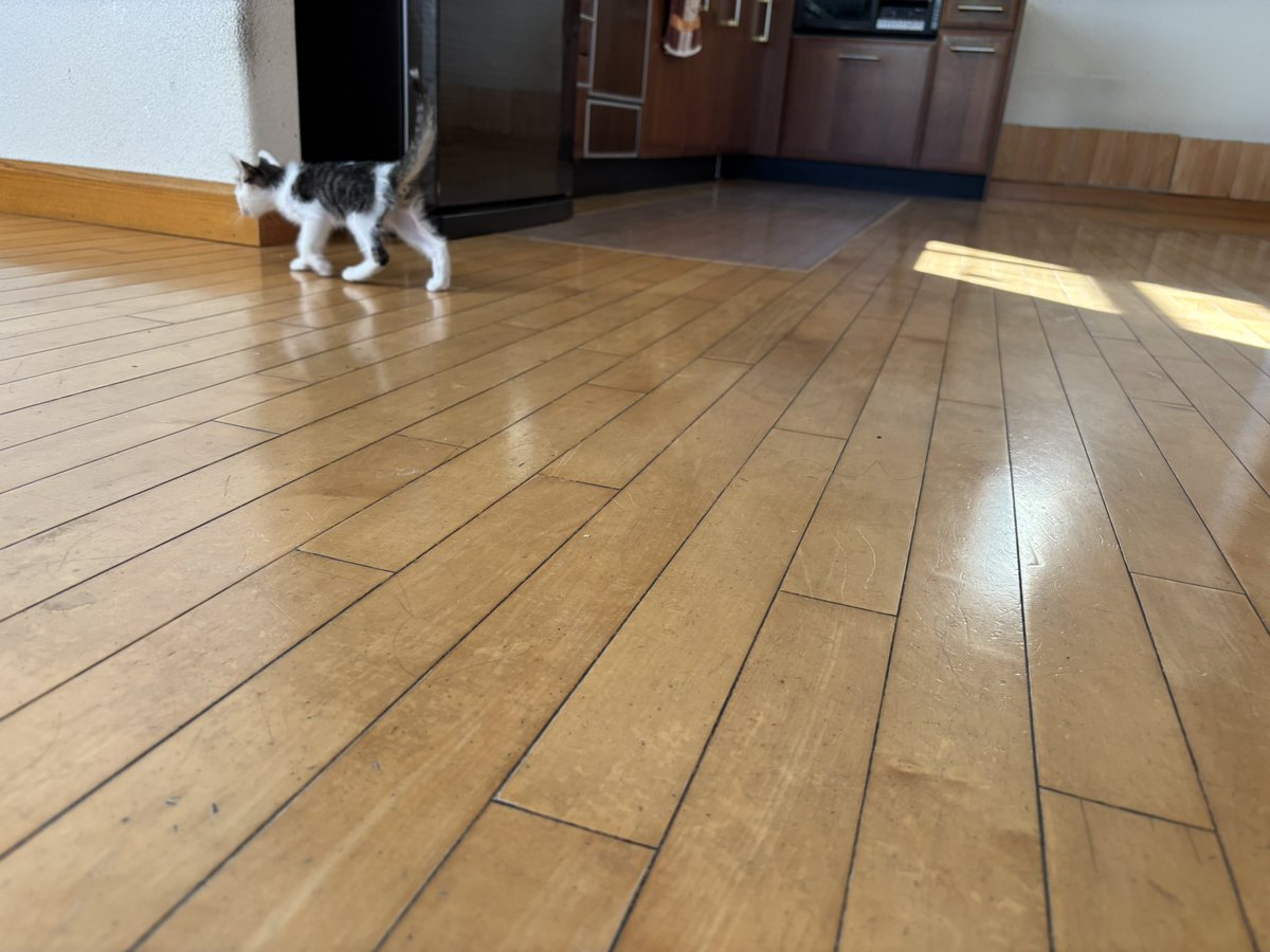Habaya_'s tweet photo. 譲渡できたとしてもきっと心配が尽きないだろうし、気になるだろうし‥という訳で我が家で育てることにしました。

29日来たことと幸福を願いフクちゃん（福ちゃん、29ちゃん）と名付けました。 https://t.co/lt5mMdo8yI