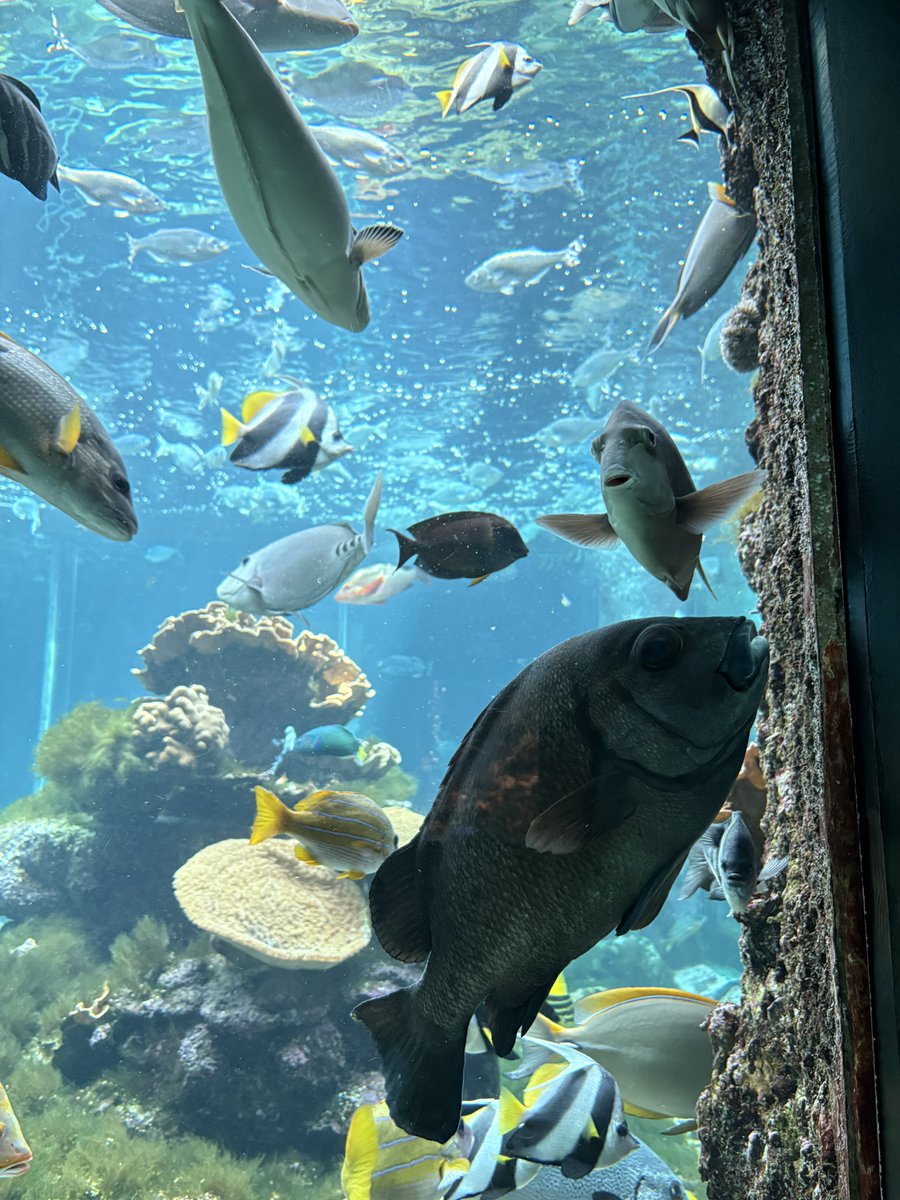 Otter_Uchan's tweet photo. 水族館楽しんできた🐬
海中展望塔が1番衝撃的だったね
海亀とかも触れ合えた！ https://t.co/9YssKu853h