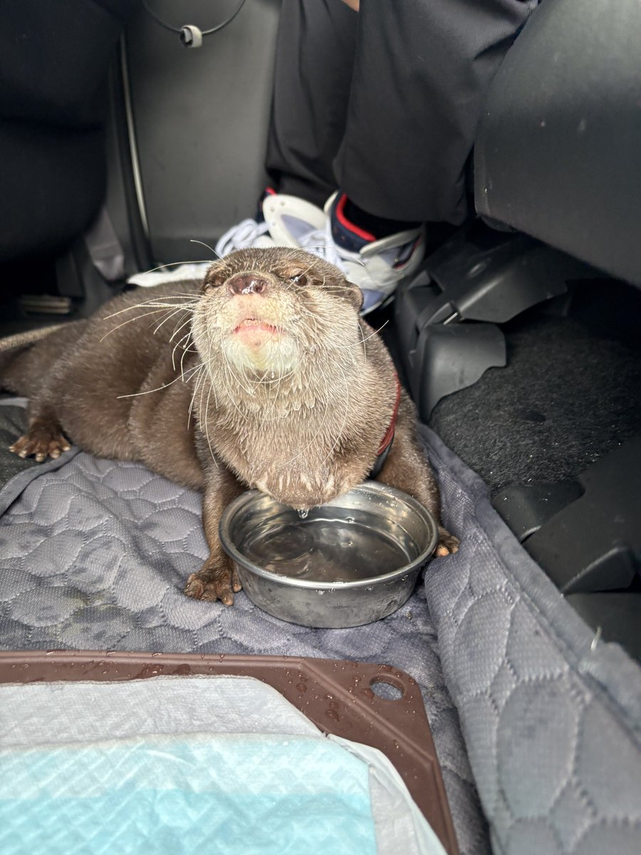 Otter_Uchan's tweet photo. 水族館楽しんできた🐬
海中展望塔が1番衝撃的だったね
海亀とかも触れ合えた！ https://t.co/9YssKu853h