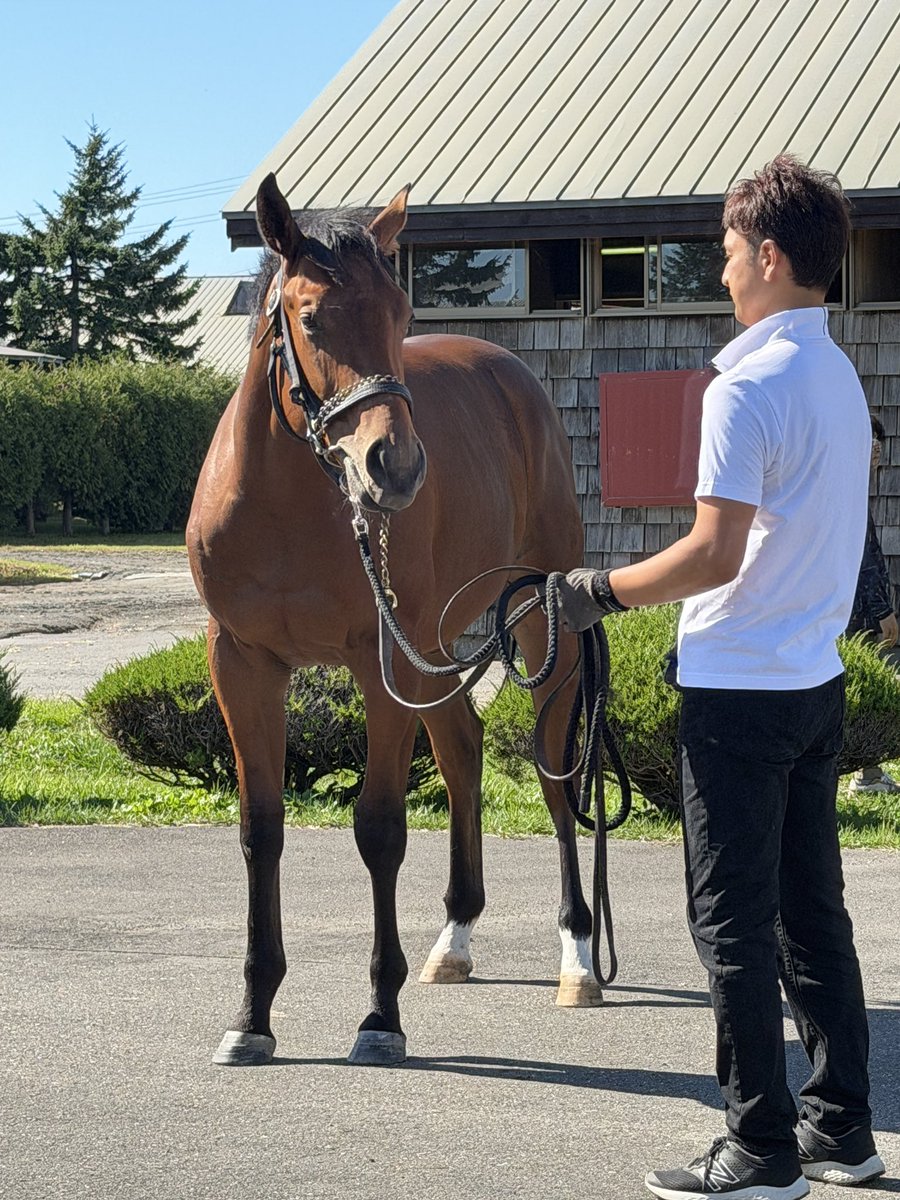 degudane's tweet photo. レトロクラシックの24
歩様とへむへむしてるところと前からと顔
ツアーの中で1番かわいくてまいった  ずぐりデカくてぽやぽやして大人しかった https://t.co/jpFX332u3r