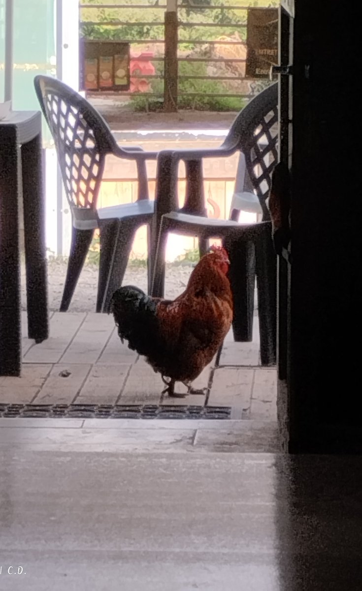 dlrchantal's tweet photo. Bonjour:),
Sunday snapshot: the rooster strolling by the door, as if inspecting his little kingdom." #SundayVibes #CountryLife #RoosterWatch #NatureMoments #RuralCharm #BelgianCountryside #SelfTaughtArtist #delari #ArtAndNature #InspirationEverywhere https://t.co/q35VFjPODH