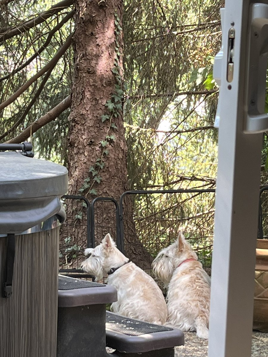 rozcar28's tweet photo. In honor of #WontLookWednesday …sentry duty. #Dogs #Scottishterrier #GuardDuty https://t.co/fueVBV8rJW