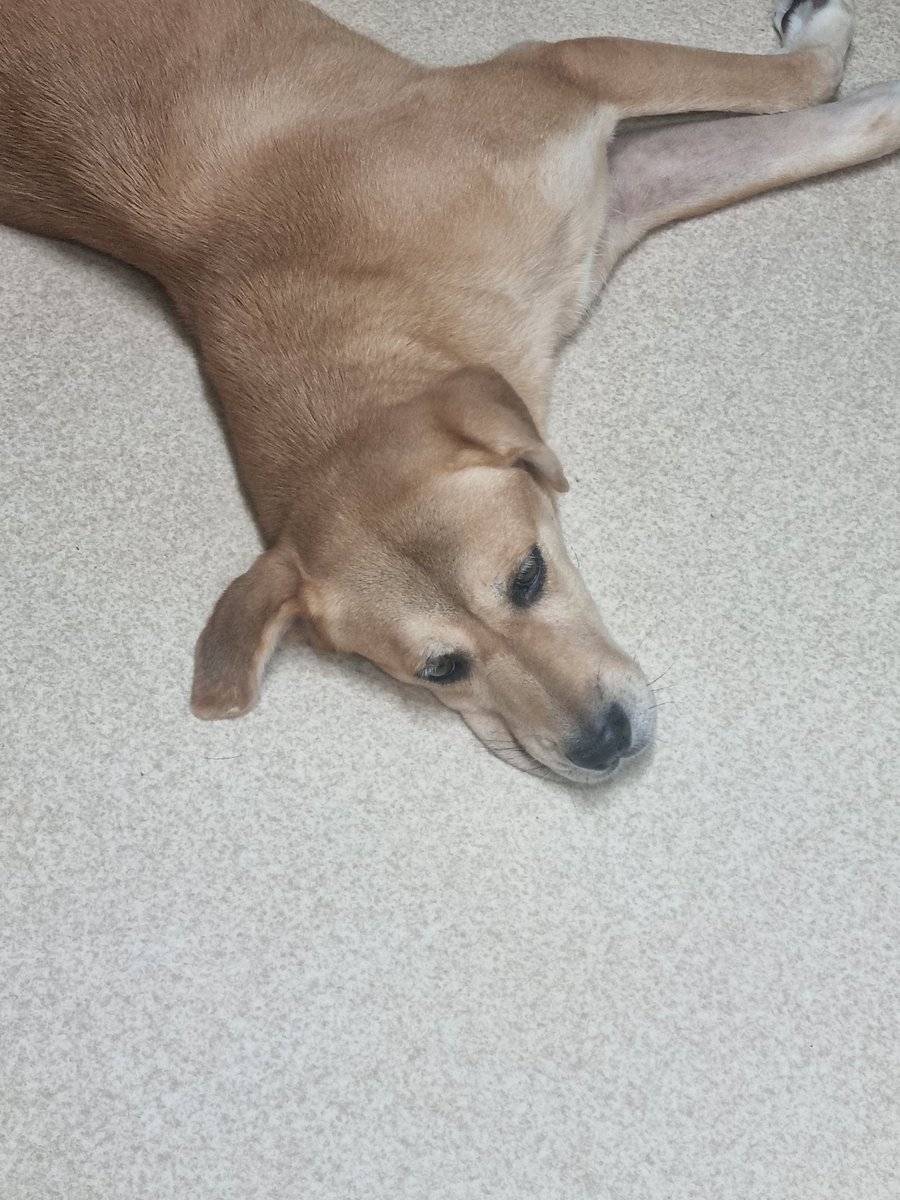 살구도 머즐 꾸깃 잘하는데 색깔이 밝아서 체리처럼 오리너구리 늑김은 아님...ㅋㅋㅋ