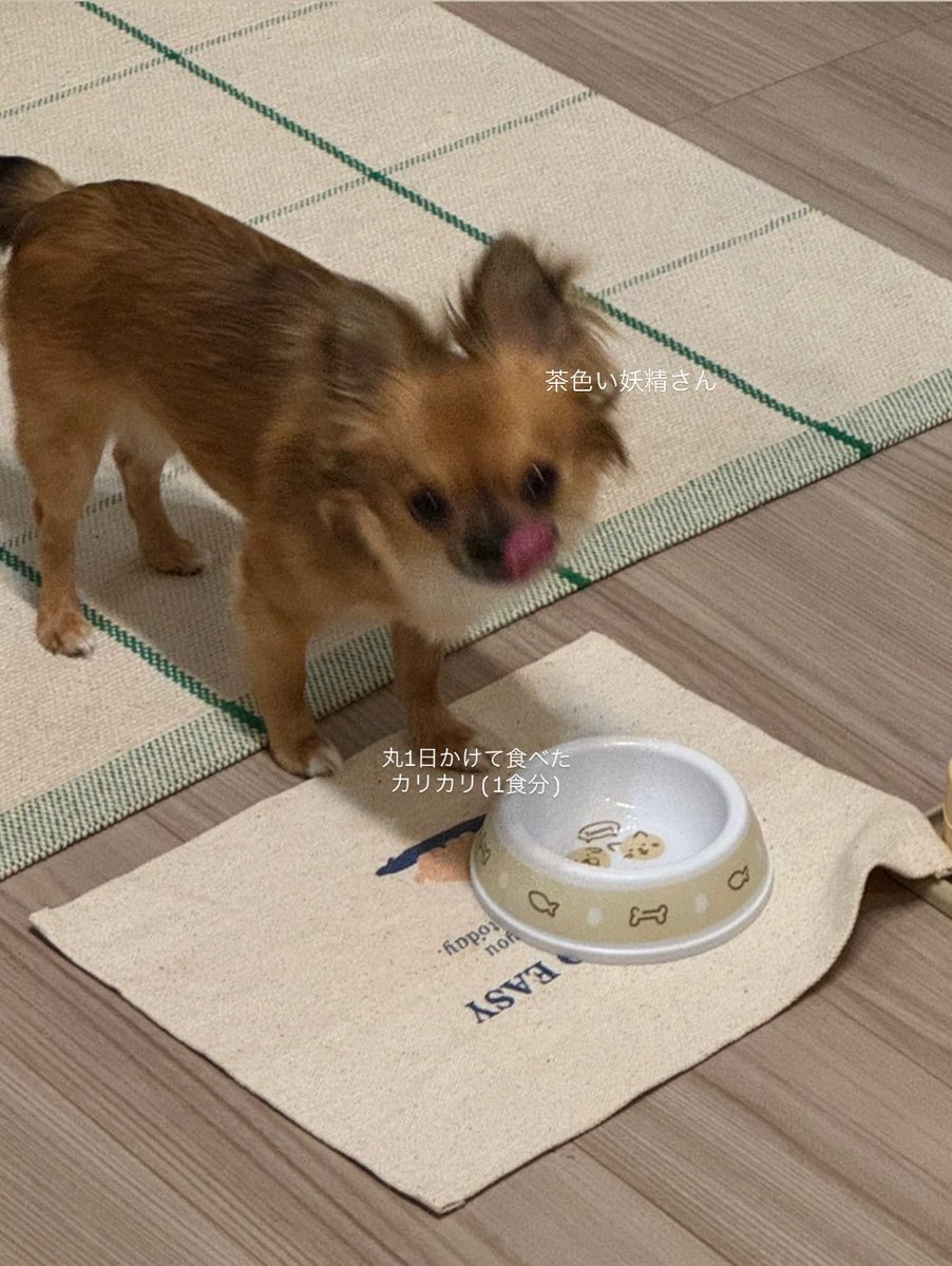 しろい妖精さんにはどう頑張ってもなれない茶色い妖精さん(食細)🧺🤎🐕