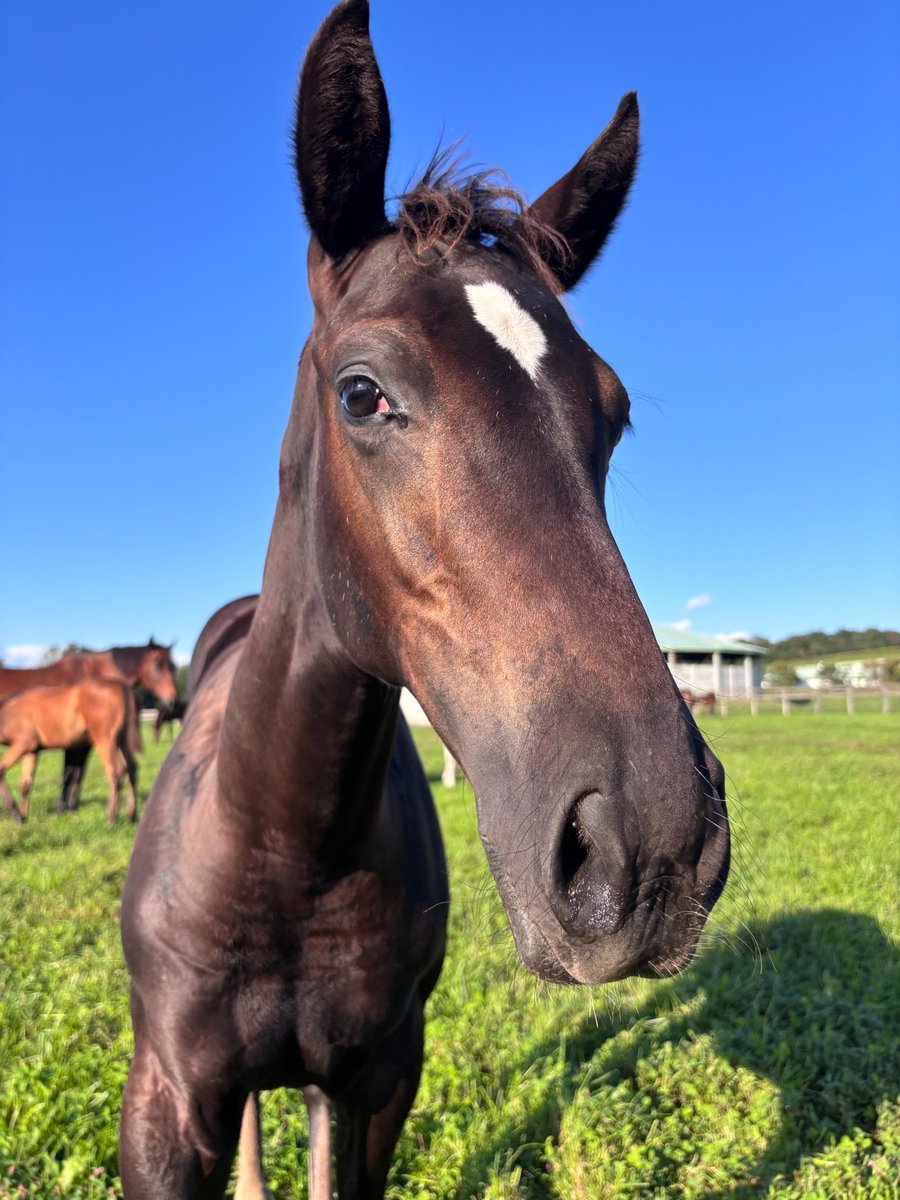 馬様 こぼれ話 ～競走馬の生産・育成と休養 千代田牧場 Chiyoda Farm