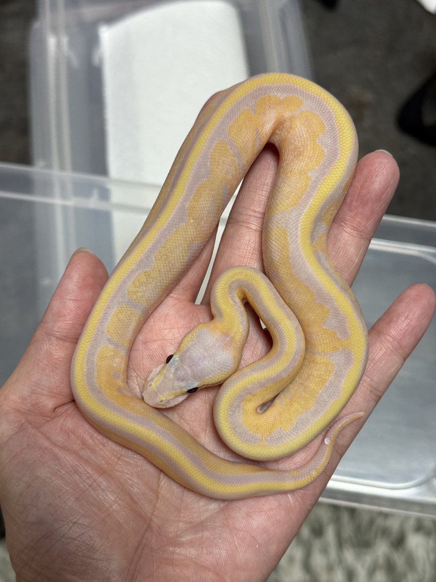 asahi_royals's tweet image. とんぶり市販売個体紹介⑧

0.1 Super Banana GS
80,000円

※事前売約可

#αRsCB 
#Ballpython 
#ボールパイソン 
#とんぶり市販売個体 
#burikura