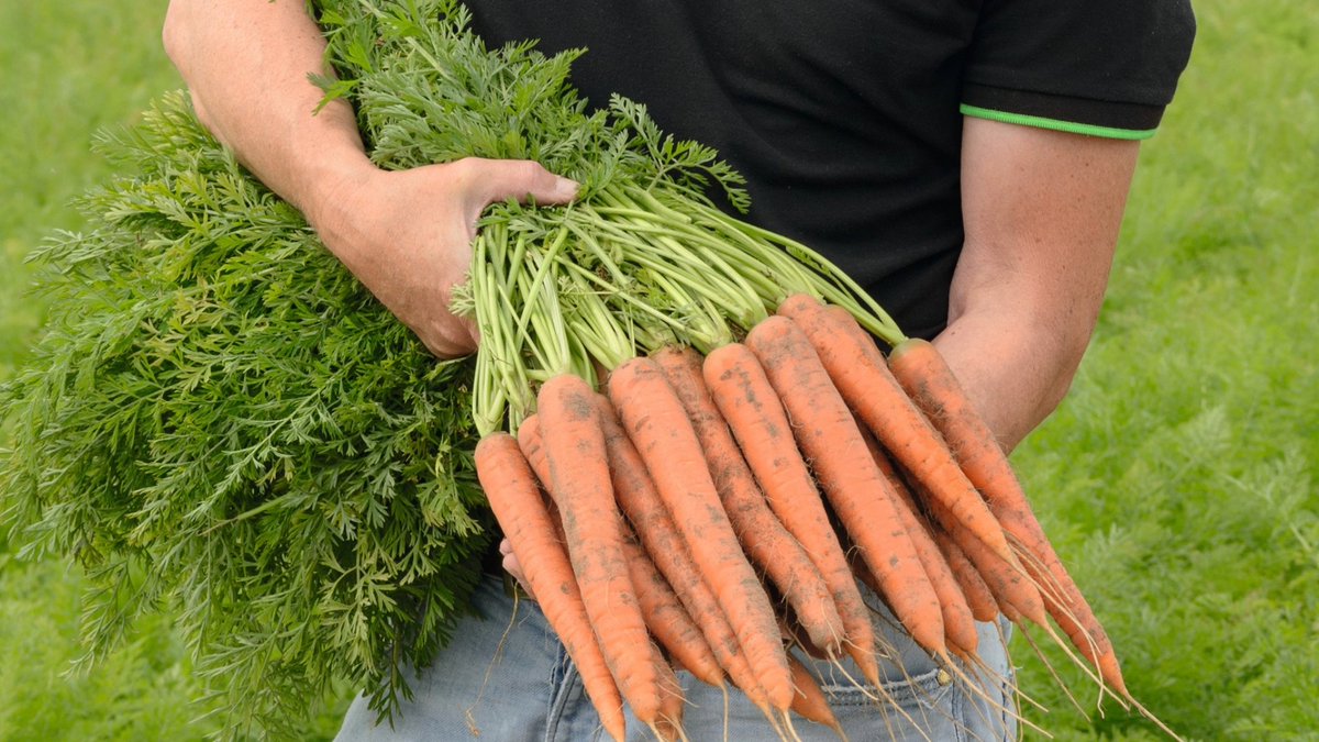BejoWorld's tweet photo. New partnership! With Tropic to develop durable disease resistance in carrots using GEIGS® technology. Our commitment is to deliver next-generation non-GMO carrot varieties that are naturally disease resilient and better suited to environmental stressors. https://t.co/yfZPRzG23J https://t.co/i9Xs2FOGyl
