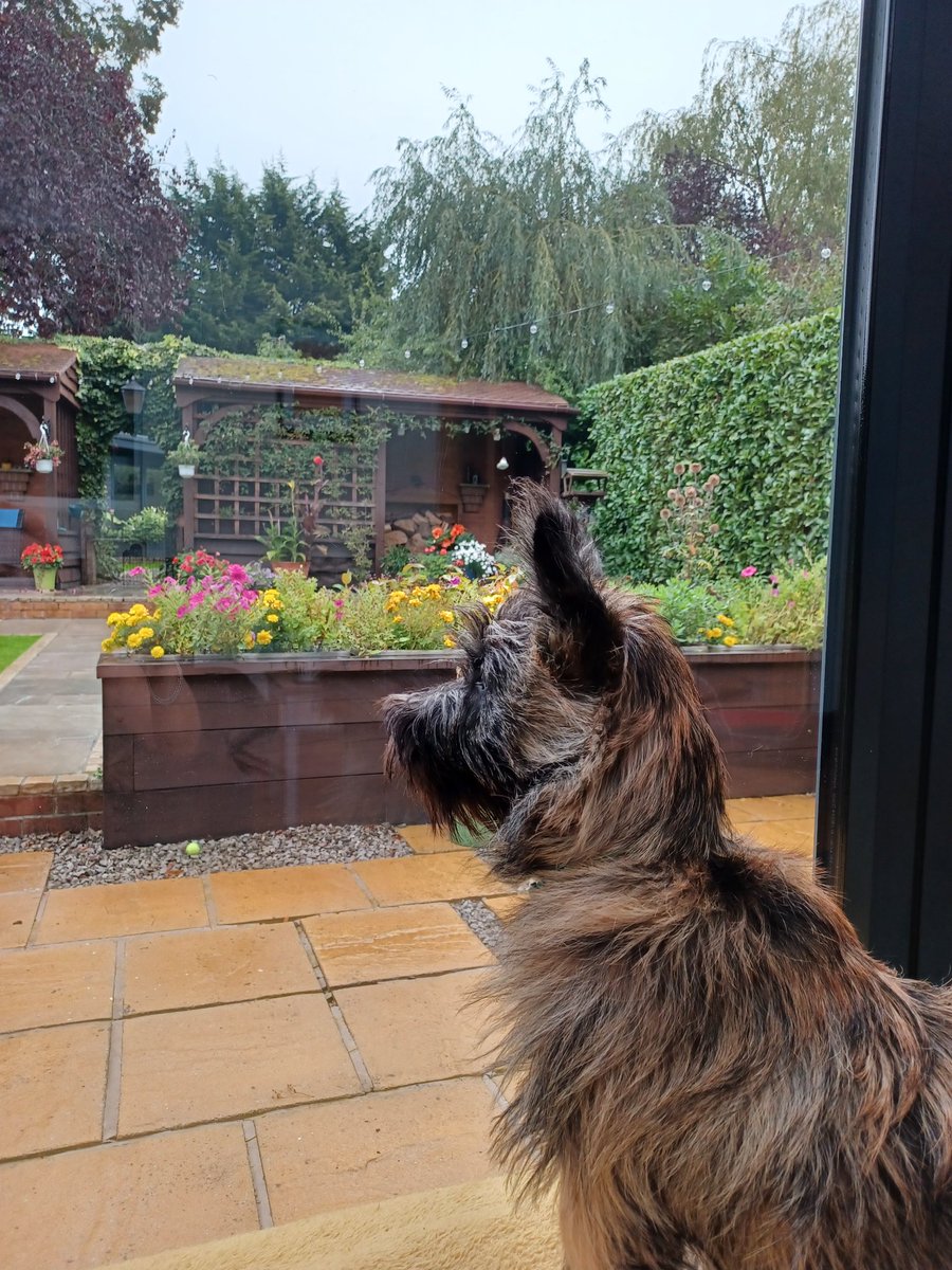 bsidey74's tweet photo. @WalterofWexford Good morning Walter, Herbie is happy to sit and watch the leaves fall from indoors today its raining here ! https://t.co/2s2AItTmyX