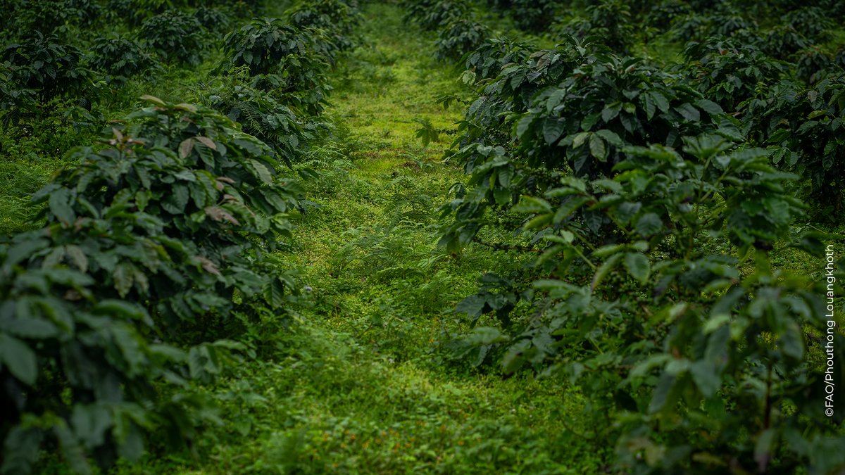 FAOclimate's tweet image. 🇱🇦 In #LAOPDR, @FAO is helping coffee producers boost productivity sustainably.

🌿#Biodiversity-friendly practices for pest control help reduce pesticide use and improve soil fertility.

🌍The project is active in 3 countries!

Learn more ➡️ bit.ly/4iMuySd
#CoffeeDay