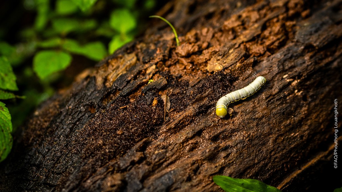 FAOclimate's tweet image. 🇱🇦 In #LAOPDR, @FAO is helping coffee producers boost productivity sustainably.

🌿#Biodiversity-friendly practices for pest control help reduce pesticide use and improve soil fertility.

🌍The project is active in 3 countries!

Learn more ➡️ bit.ly/4iMuySd
#CoffeeDay