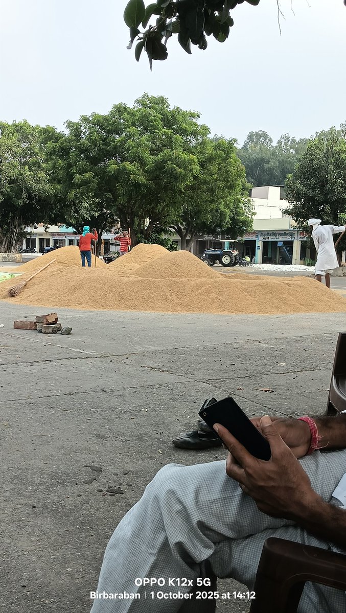 dalamwala's tweet photo. जीदं में पि आर जीरी की खरीद न होने से किसान परेशान। @cmohry https://t.co/KY7frMC5F3