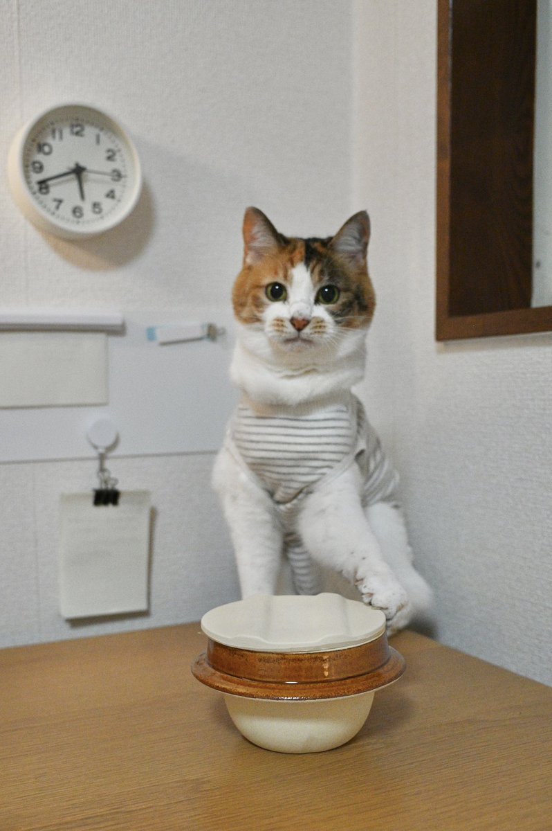 えりんぎページ エリンギ (@eringieringi) / Posts / X